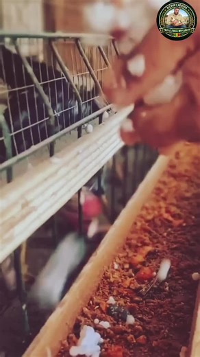 ils donnent de la mousse au poule... la vérité va te choquer À première vue, on dirait de la mousse 🤯 Mais en réalité, les fermiers donnent du pop-corn chaud aux poules pour les aider à survivre au froid ❄️ Une astuce simple, efficace et totalement inattendue 🐔🍿 Regarde jusqu’à la fin 👀 ⸻ 🔥 Hashtags #poules ​ #ferme ​ #agriculture ​ #astuce ​ #insolite ​ ​ ​ ​ ​ ​ ​ ​ ​ ​