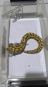Ball Python 2025 Female Pastel Hypo Puzzle #TeamHilas #teamhilaskoreananghilas #exoticpet #rodents | UGround Exotics