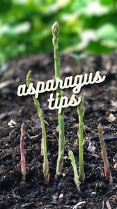 Wondering how to get your asparagus ready for spring? ⁣⁣⁣⁣ If you are growing asparagus and live in a mild winter climate, now is the time to cut the ferns back and prepare the bed. (Cold climates need to wait a bit longer until spring) ⁣⁣⁣⁣ ⁣⁣⁣⁣ Here is an overview of how asparagus grows: ⁣⁣⁣⁣ ⁣⁣⁣⁣ • Asparagus roots produce individual stalks above ground. ⁣⁣⁣⁣ ⁣⁣⁣⁣ • When the stalks are harvested in the spring, this depletes the energy from the roots. ⁣⁣⁣⁣ ⁣⁣⁣⁣ • After a period of harvesting, t