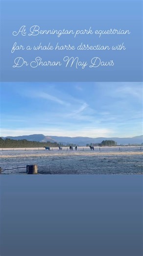 Day 1- whole horse dissection at Bennington Park facility with Dr Sharon May Davis. And it’s freezing!!!!! Again. Has the most magnificent day attending this full on dissection with Sharon who is the teacher of teachers. Her knowledge is astounding and her multiple years of experience and expertise is trustworthy. I am soaking it all up. There are parts that I am just perplexed and are not my area of interest and so I look in her amazingly good book which we are given and I study up on the next 