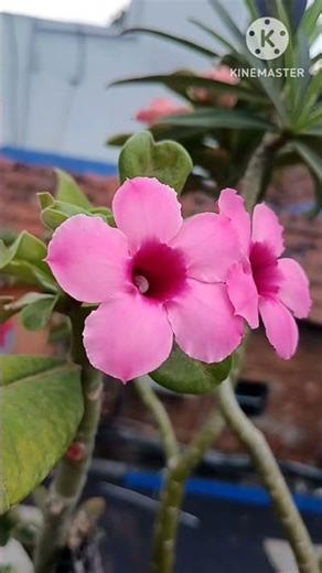 #pure Boehmianum #adenium #flowers #plants #shorts #shortvideo #viral #viralvideo #trending #reels