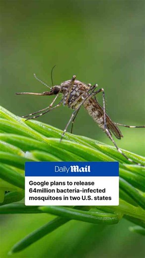 Alphabet-backed mosquito project seeks federal approval