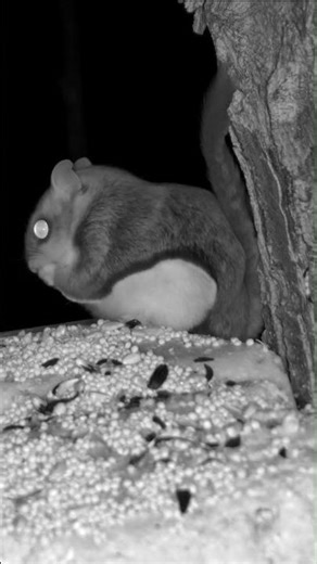 Adorable Northern Flying Squirrel Devours Suet! 🐿️✨