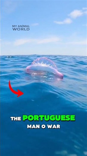 A Creature With 30 Meter Tentacles 😳 #portuguesemanowar #jellyfish #shorts