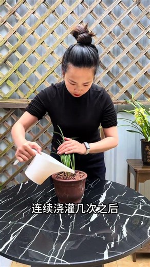 When orchids show signs of root rot fertilization must be stopped