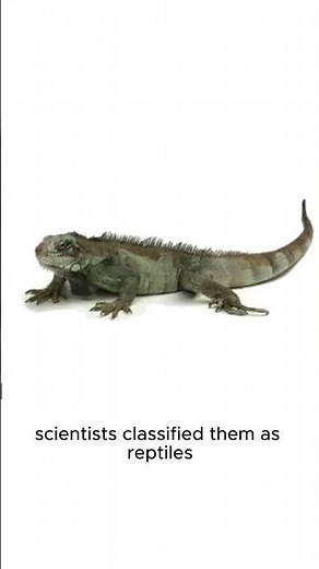 Are dinosaurs reptiles? #didyouknow #viral #memes #facts #universe #trending #horror
