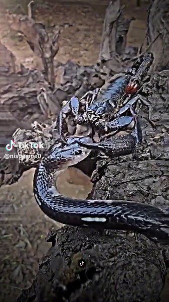 Scorpion vs Snake: Epic Battle in the Wild