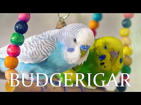 Budgerigar - Relaxing and Calming Sounds of Budgies