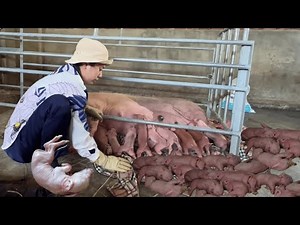Full video: The sow gives birth | Heart-stopping moments as piglets struggle to survive #pigfarming