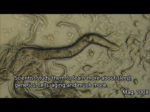 C. elegans under the Microscope