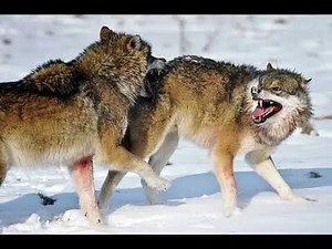 Wolf fighting sound effect
