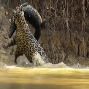 19M views · 133K reactions | lion vs crocodile fight | Animal universe | Facebook