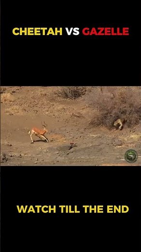 This Gazelle Never Stood A Chance 🐆😱 #wildlife #nature #cheetah