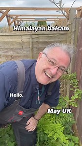 27K views · 321 reactions | Himalayan balsam #weeding #weedsareflowerstoo #wildflower #wildplants #invasivespecies #invasiveplants #plantas #plant #plantbased #gardening #garden | Dave The Plantman | Facebook