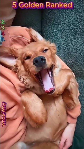 Why Goldens Are The Clowns Of The Dog World! 🤡 #goldenretriever #dogs #pets