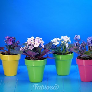 5.4K views · 26 reactions | These easy-to-grow plants deserve a spot in your home. | Tips & Tricks | Facebook