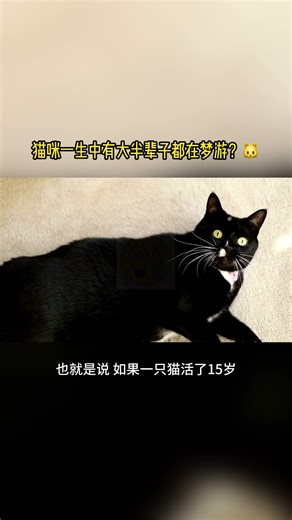 猫咪一生中有大半辈子都在梦游？🐱｜99%的人都不知道的冷知识！#猫咪 #睡神 #躺平 #喵星人 #宠物冷知识