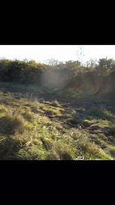 Nouvelle vidéo ce mercredi 11 juin 2025 à 17h sur la chaîne Youtube Passion Chien Courant pour une chasse à courre aux sangliers ! 😁🐗📯 #chasse #sanglier #venerie #chasseur #chasseacourre #chassetricolore | Passion Chien Courant