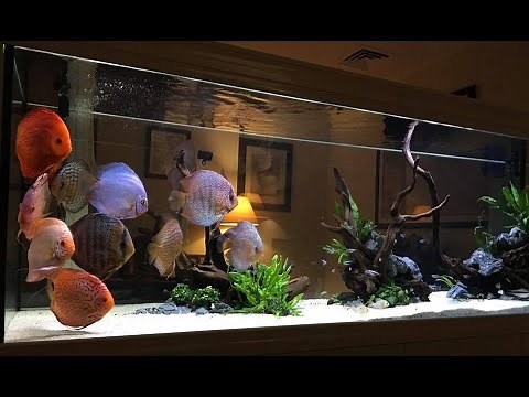 Top 5 Awesome Discus Tank Setup - The Queen of Planted Aquarium