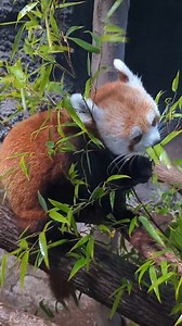 2.2K views · 194 reactions | Gizmo the red panda is munching on some fresh bamboo! DYK that the diet of red pandas consist of about 85-95% bamboo. We try to replicate their natural diet as much as possible and give Gizmo fresh bamboo multiple times a day!  Victoria K., Animal Care Professional, Predators #redpanda #bhamzoo | The Birmingham Zoo | Facebook