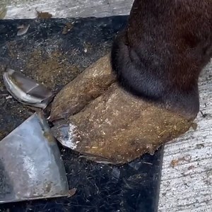 3.9K views · 12 reactions | Another hoof restoration transformation. | Indian Jugaad Hacks | Facebook