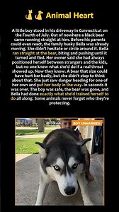 A bear ran at a 6 year old boy in his driveway. His family's husky chased it off.