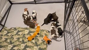 19K views · 421 reactions | ❤️ WATCH OUT NOW!!! They have their land legs and eyes open, so they're definitely on the move now!!! It's a lot of work to take care of mom and puppies, but it will also be a lot of fun when the puppy shenanigans begin! Fosters, Jennifer and Lisa, are doing a great job! | Florida Poodle Rescue | Facebook