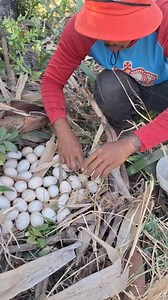 Harvest a lot of eggs under palm tree #duckeggs #fishing | Ali Cizy