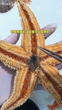 Do you know what parts of a starfish eat?