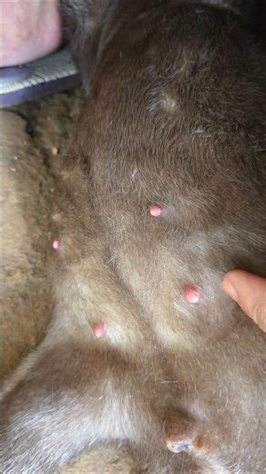 What a sign this is 😲 ll What a sign this is 😲 #siboni #otter #animals