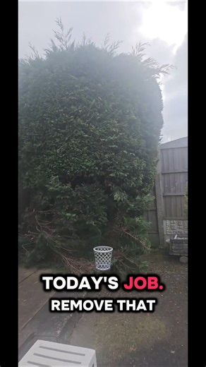 conifer taking over the garden #gardentok #hedgetrimming #gardenwaste