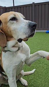 47K views · 2.7K reactions | Get ready to swoon! Sadie, Spot,...