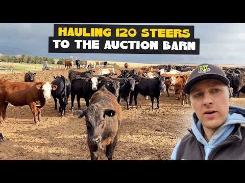 Real Ranch Life: Hauling 120 Steers to the Auction Barn