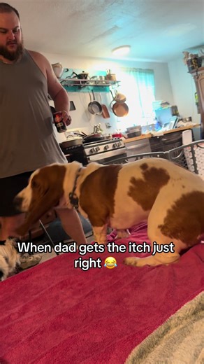 Basset Hound Enjoys the Perfect Scratch