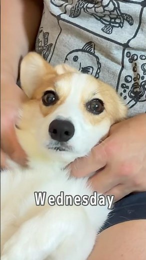 コーギー犬ぷくの１週間🐶💕 #corgi #コーギー大好き #コーギーのいる暮らし #愛犬との日常