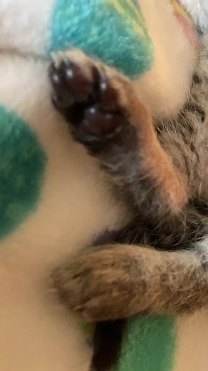 #cute #kitten #babycat #elmothecat #fyp