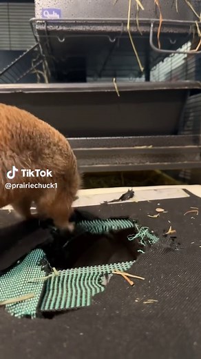 Understanding Prairie Dogs: Nature's Unique Burrowers