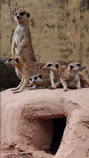 Why Meerkats Are The Mafia Of The Desert