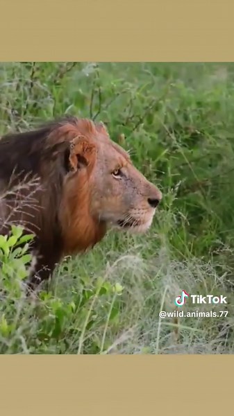 Male lion stalking and attacking wild buffalo #mondesauvage #aninalsworld #wildanimals #animauxsauvage #fyp #foryourepage
