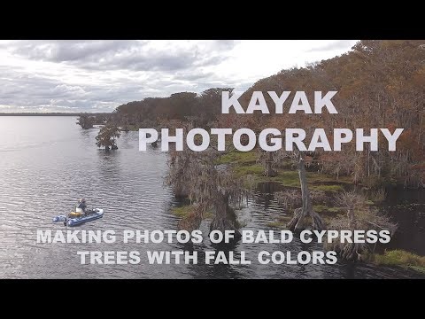 Kayak Photography At Florida Lake with Fall Colors Of Bald Cypress Trees! 4k