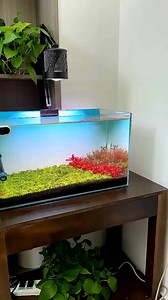 Amazing fishtank filters setup 🫧#trending #fishtanksetup #fishaquarium #diy #filter #fypシ #ecosystem | Aquatic Wonders Hub