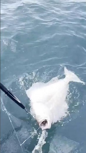 Halibut Catching Done RIGHT! #halibut #fishing #oregon #saltwater #pacific #ocean #fish #catch #pnw
