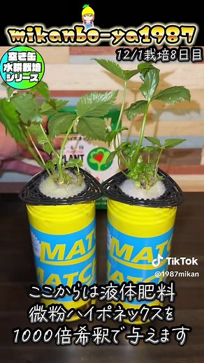 みつばの簡単な室内栽培方法