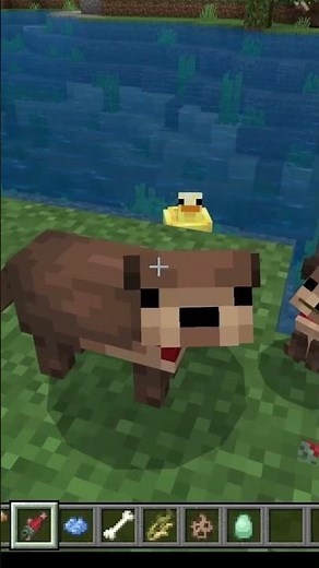 Naturalist Addon: Otters