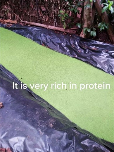 Azolla Farming in Kenya | Step by Step Guide for Beginners