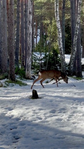 Great walk through Uutela nature park in Vuosaari today. Deer, birdsong.