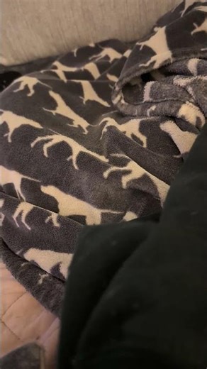 Apolla making sleepy noises 🥰