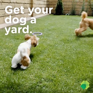 Give your pet the space they deserve. Lease a pet-friendly rental house with a yard and room to roam. Find your next home today. | Invitation Homes