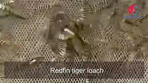 Redfin tiger loach. (Syncrossus berdmorei) | Grandaquatic : ornamental fish export company from Thailand | Facebook