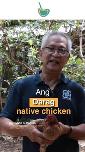 Ano ang 𝐃𝐚𝐫𝐚𝐠 𝐧𝐚𝐭𝐢𝐯𝐞 𝐜𝐡𝐢𝐜𝐤𝐞𝐧?🐓